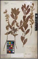 Foto von Salix caprea L. x Salix purpurea L.
